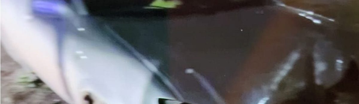 choque auto palma