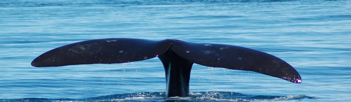cola de ballena