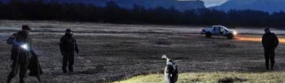 condor en perito gendarme