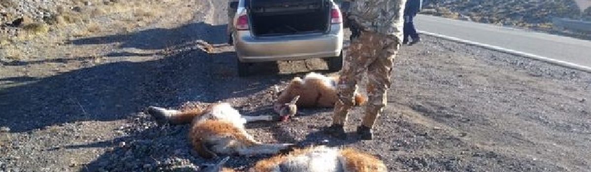 detenidos guanacos ruta muertos poli