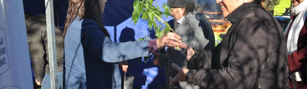 entrega plantines