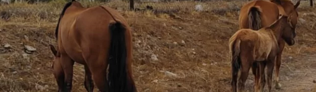 equinos sueltos via publica control equino