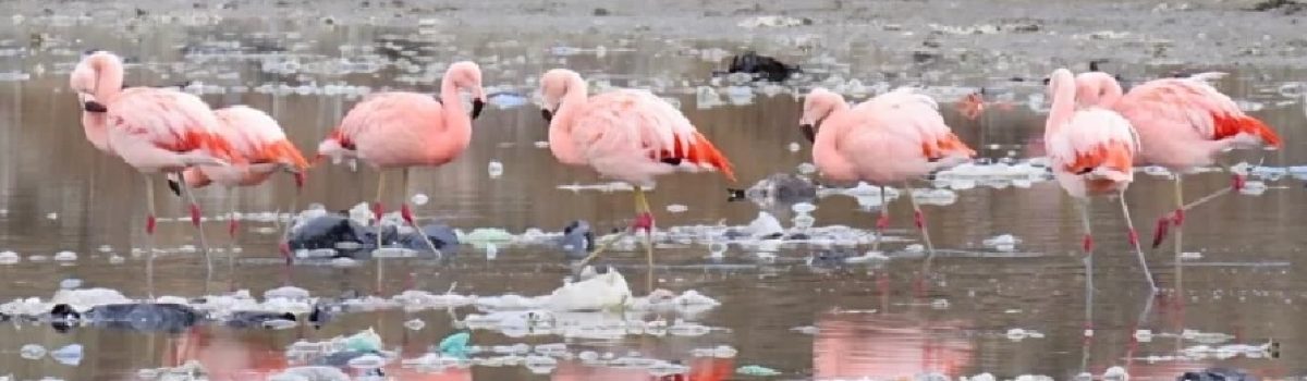 fauna flamenco plastico en CO