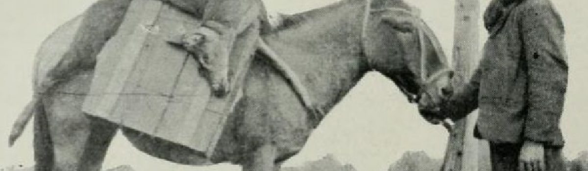 foto vieja huemul cañadon