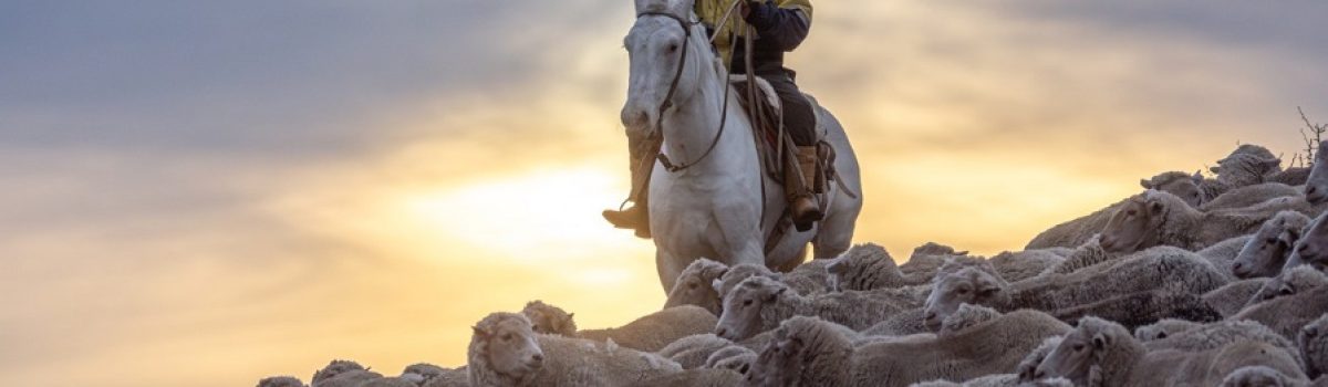 gaucho caballo ovejas