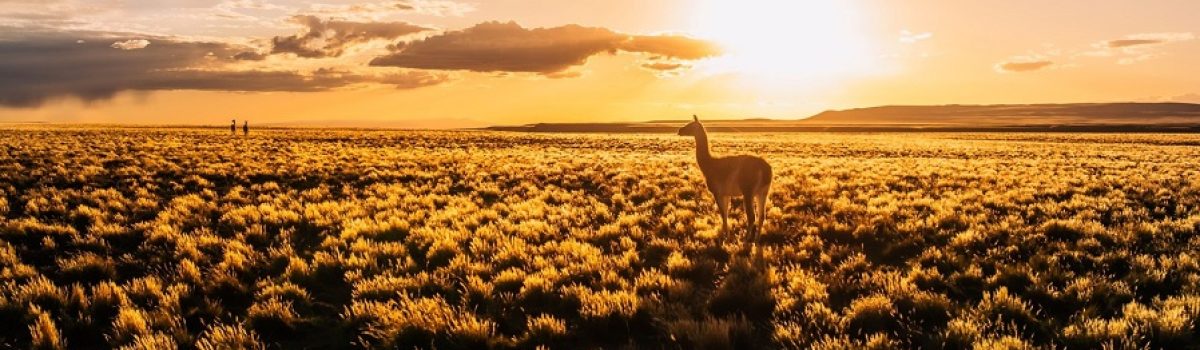 guanaco atardecer