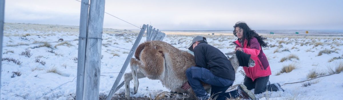 guanaco en alambrado