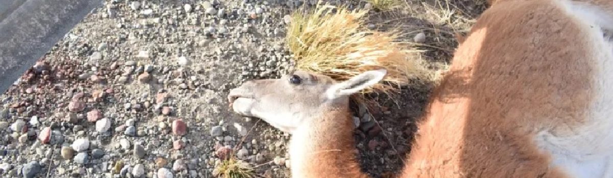 guanaco muerto