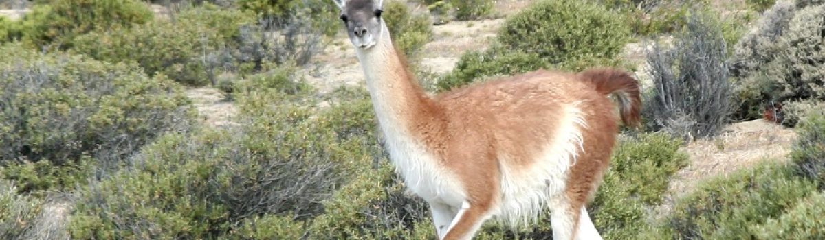guanaco