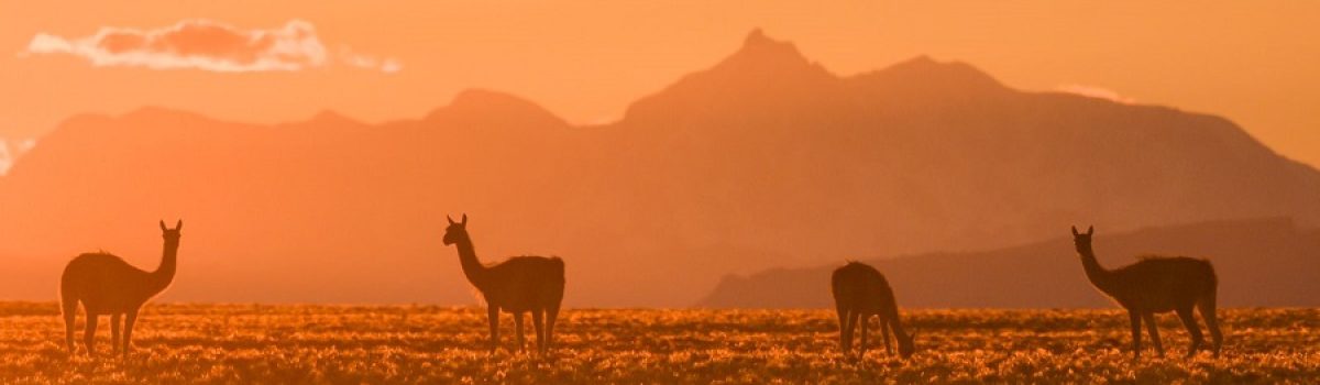 guanacos CUANDO DIGO SUR PH Franco Bucci