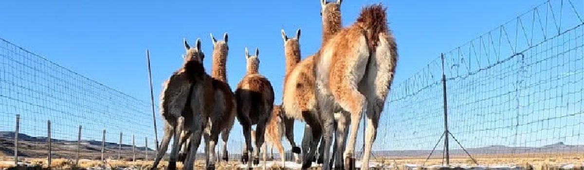 guanacos PH Franco Bucci Rewilding Arg