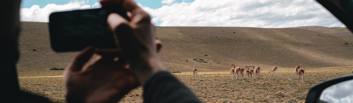 guanacos PH HORACIO BARBIERI