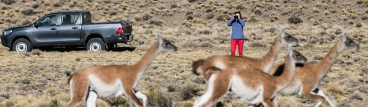 guanacos gente parque