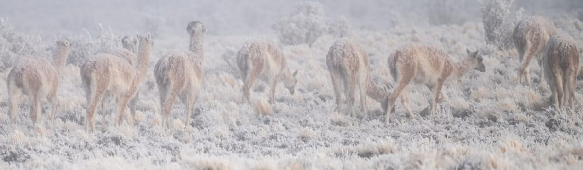 guanacos nieve