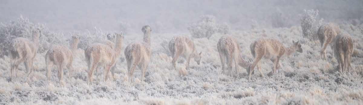 guanacos nieve