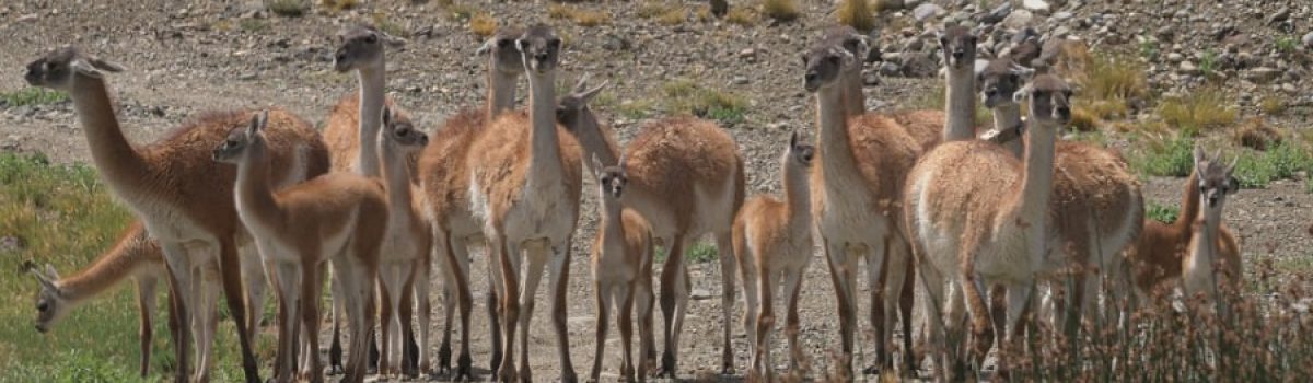 guanacos