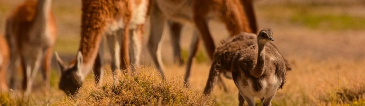 guanacos y ñandu avestruz