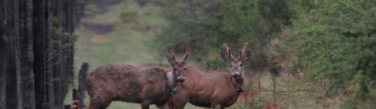 huemul patagonicos