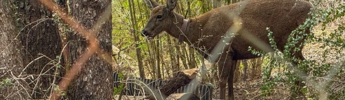 huemul huemul