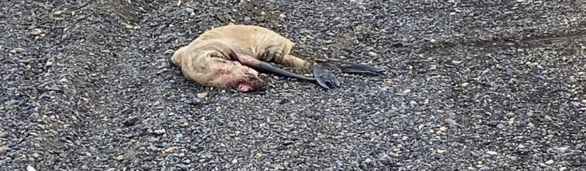 lobo marino muerto
