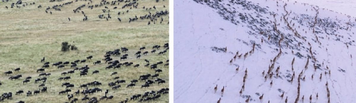 manada guanaco y bufalos