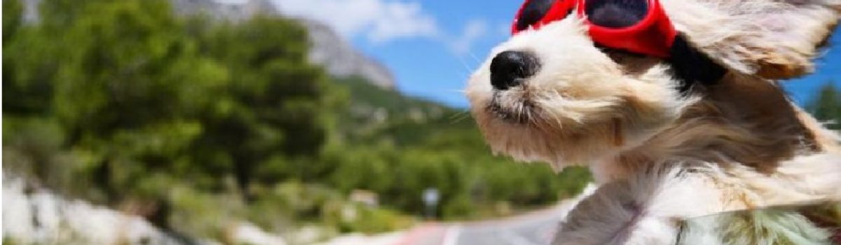 mascota perro viajando