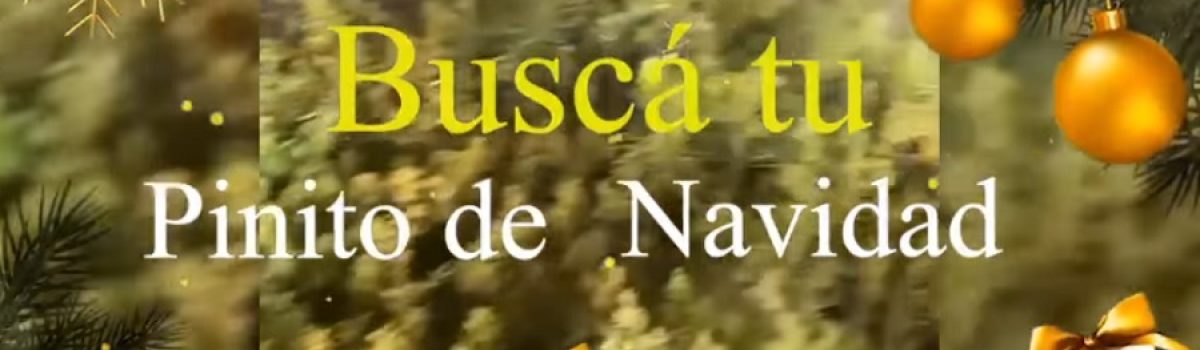 navidad 2022 regalo pino muni