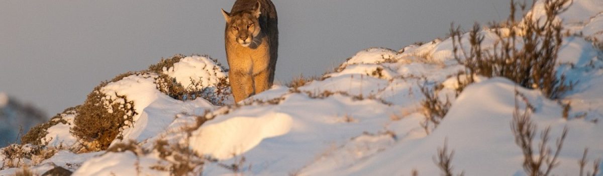nieva puma 2 @jorgecazenaveWe are Wildlife