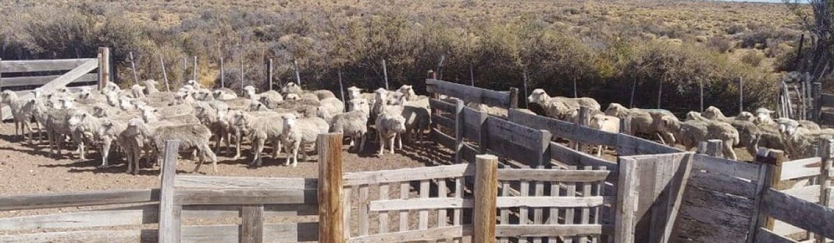 ovejas corral PM