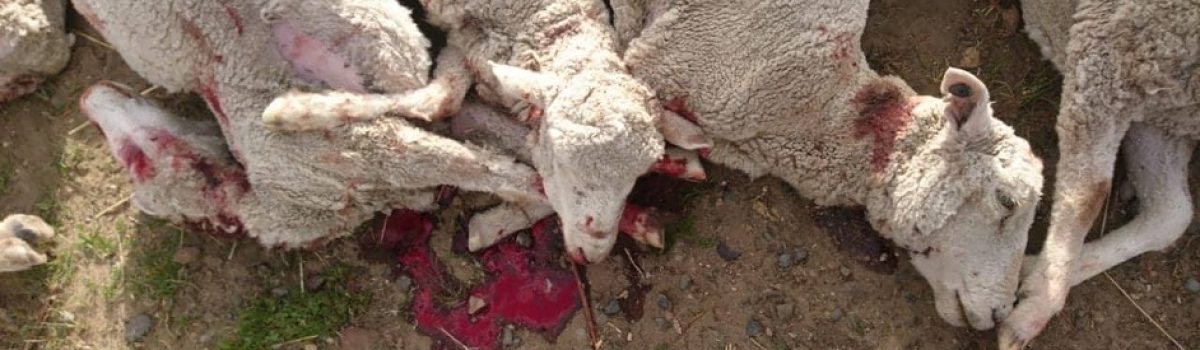 ovejas muertas x perros