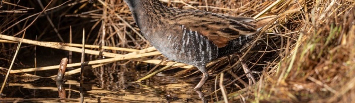 pagaro gallineta austral