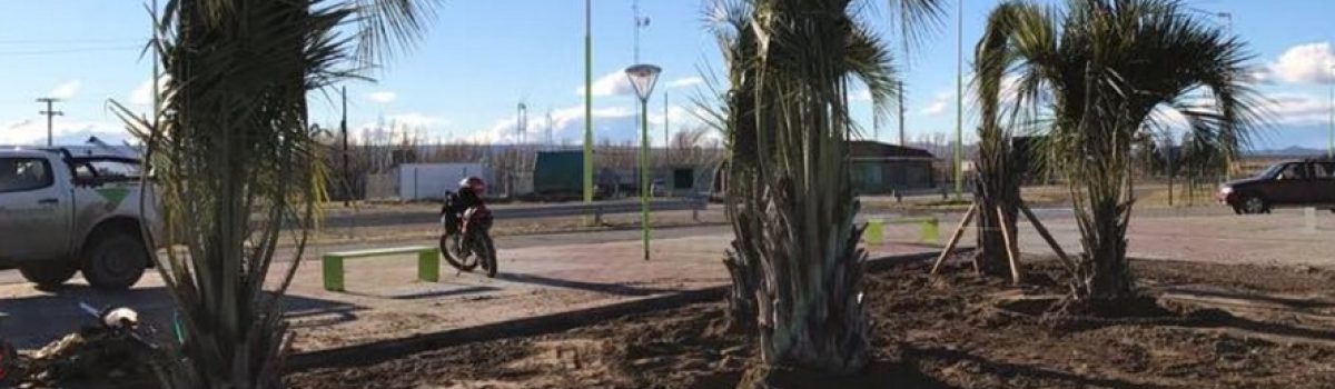 palmera