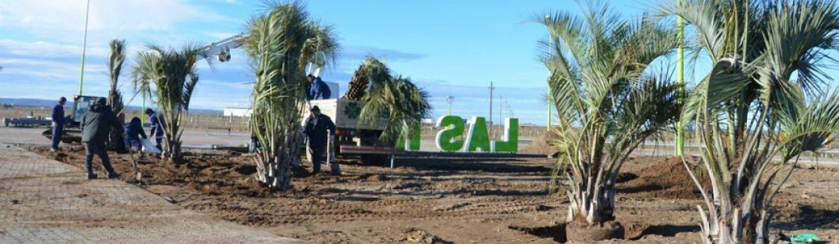 palmera rotonda