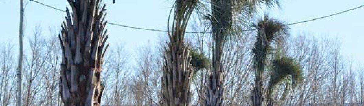palmeras