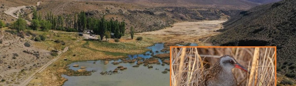 parque patagonia pajaro parque patagonia pajaro