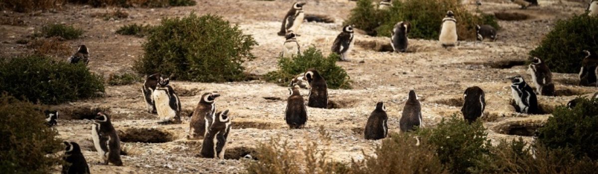 pelicula patagonia pinguinos