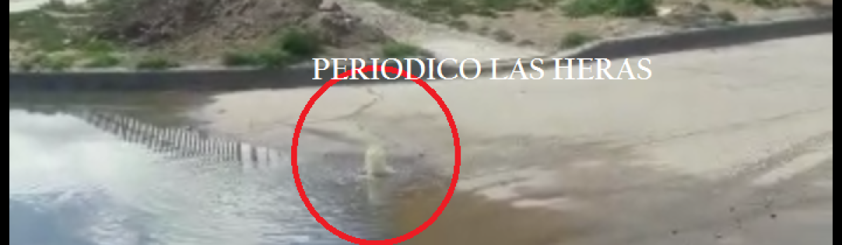 perdida agu 64 vivien 1