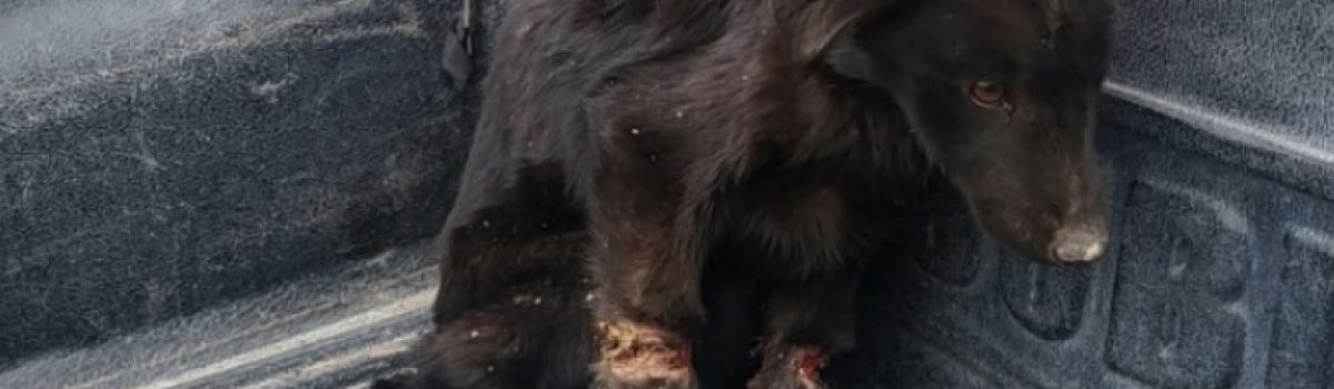 perrito lastimado PT