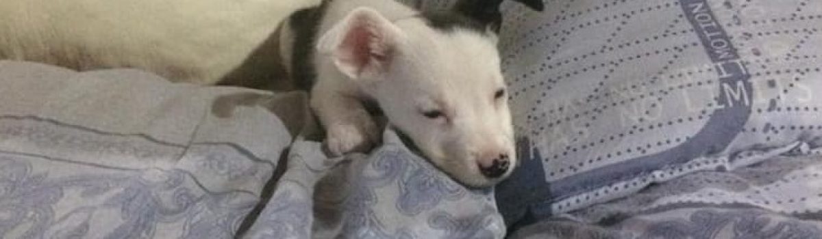 perrito solo