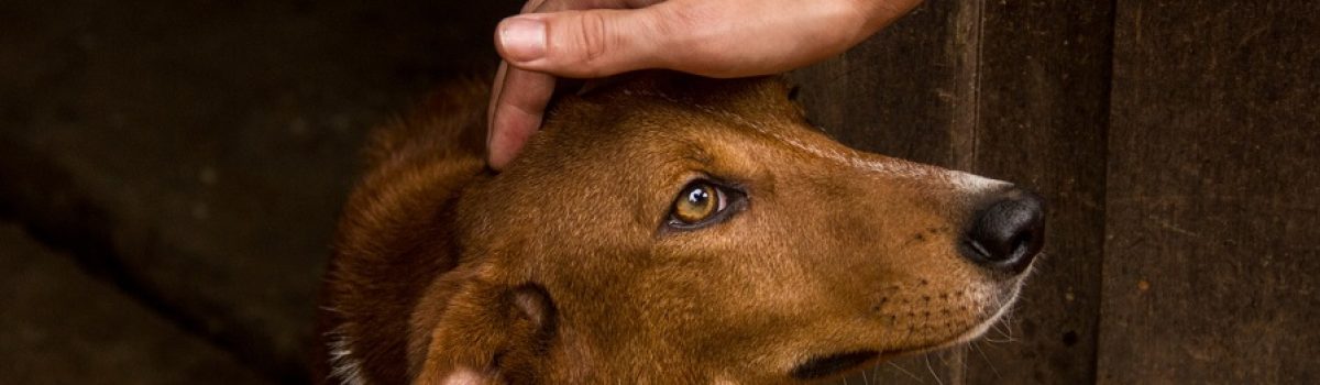 perro adoptado