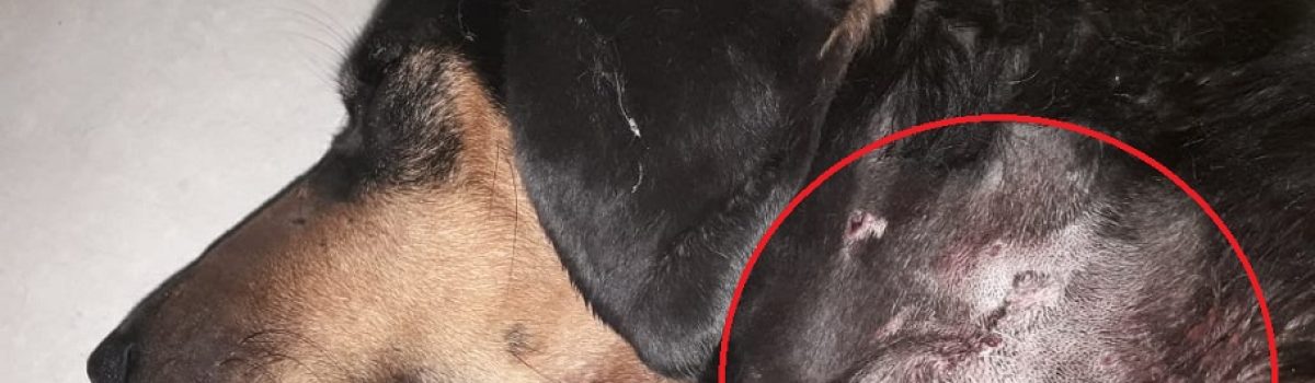 perro apuñalado