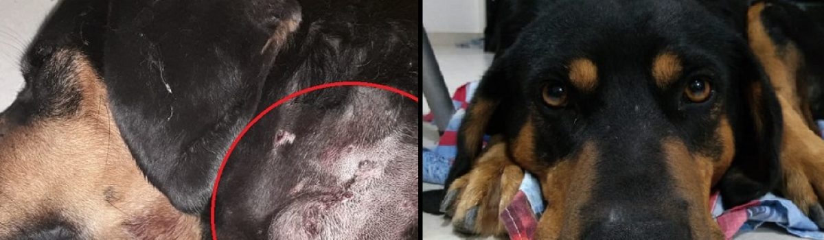 perro apuñalado1