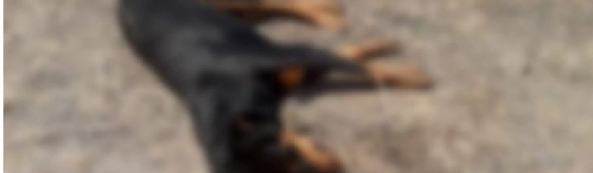 perro envenenado