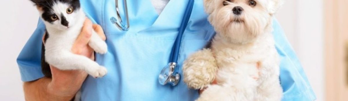 perro gato dr
