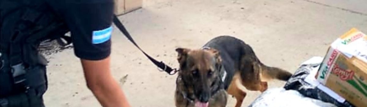 perro policia encomienda control