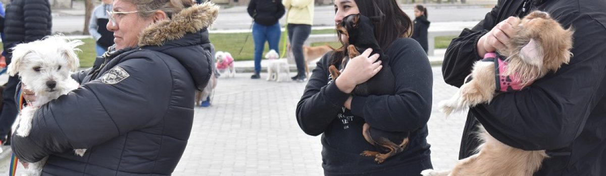perros campaña vacunacion 2024
