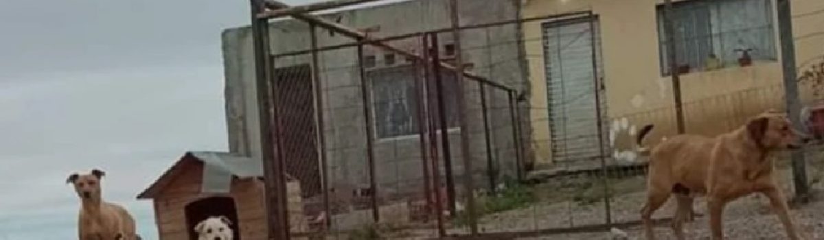perros de caleta sacrifica
