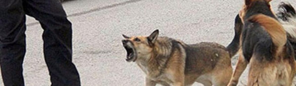 perros suelto peligro muerde
