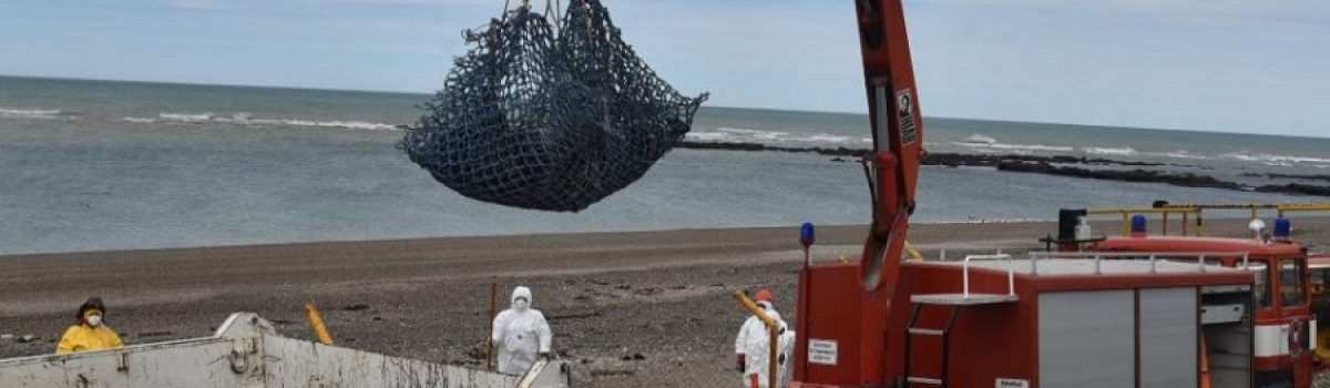 playa cuerpos de animales aviar