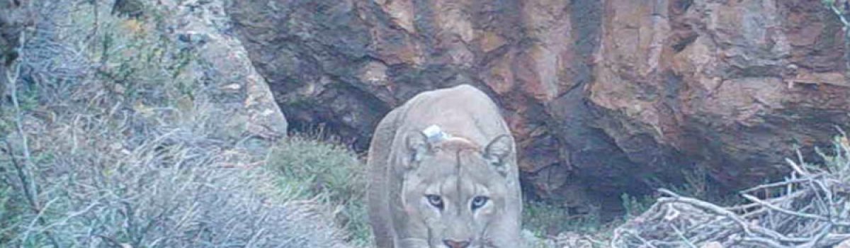 puma charly pinturas